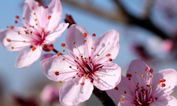 属猴人会如何应对职场冷遇