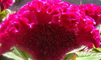 属猴人适合在哪个领域发展