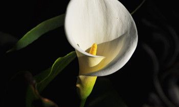 属猴人的爱情凶手是什么