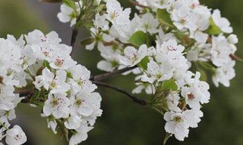 属猴人遇见碰瓷的会怎样解决