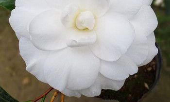 属猴人如何面对恋人的背叛