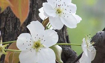 属猴人是什么天才