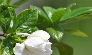 属猴人不为人知的怪癖