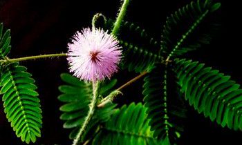 属猴人对于双手抱肩这个动作什么时候会做出来