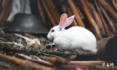 属兔最富贵的出生月 几月份出生的兔人最好