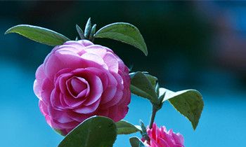 属猴女生的恋爱特点是什么