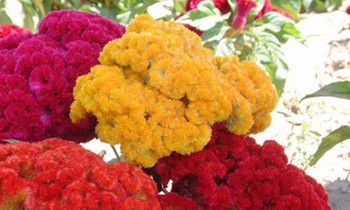 属猴人最有福气的时间段有哪些