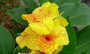 属猴女生发胖的原因