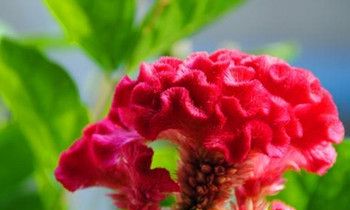 属猴媳妇如何搞定婆婆大揭秘