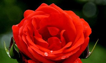 属猴人穿越进了海贼王会是谁