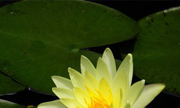 属猴的双重性格的特点