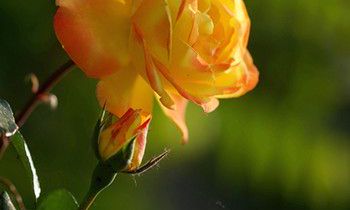 属猴人如何才能打开心扉