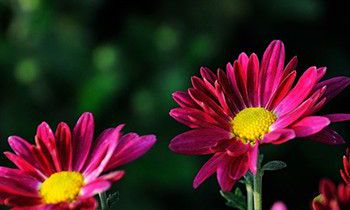 属猴男生应该如何经营爱情