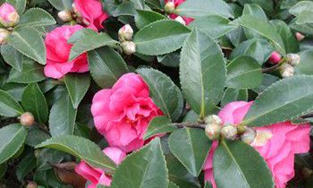 属猴女生的爱情弱点是什么