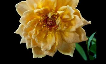 属猴人的爱情底线是什么