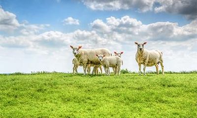 女龙男羊婚姻相配吗？属羊男的性格如何？