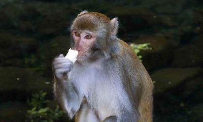 猴年出生的人的命运在2018年运势有何表现？