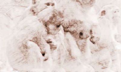 猴年出生的人有着怎样的特殊之处？从性格来看