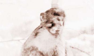 生肖属猴的人如何在2018年中保持健康稳定