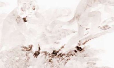 宋韶光属猴2018年运势及运程