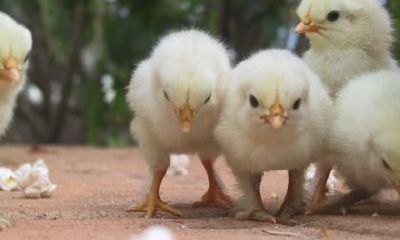 女龙男鸡配吗？属鸡男喜欢你会有什么表现？