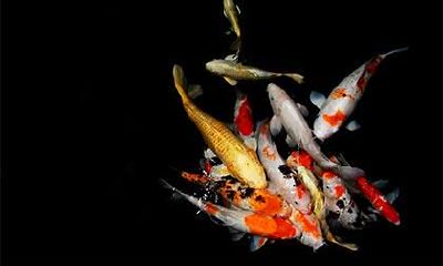 属龙的人无法兑现的空头支票是什么