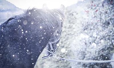 属龙女属马男结婚好不好？属马男喜欢什么类型的女生？