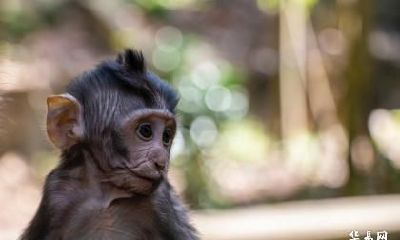 属猴最富贵的出生时辰 属猴有什么开运方法