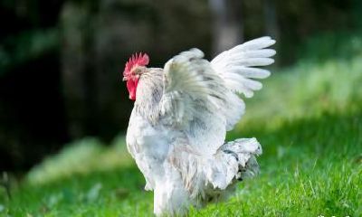 2023年属鸡幸运色和忌讳色 属鸡2023年整体运势如何