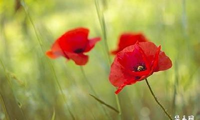 93年属鸡剑锋金命什么性格_属鸡剑锋金命忌讳什么人