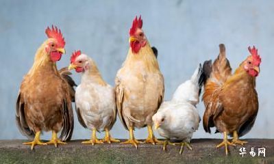 属鸡未来5年运势走向 生肖鸡后五年的运势分析