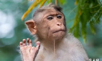 2023年属猴幸运色和忌讳色是什么 要注意什么