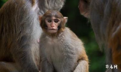 属猴未来十年运势及运程分析