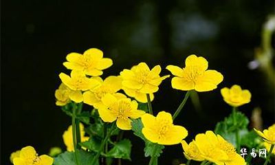 2023属鼠已婚男今年运势_属鼠男晚婚会娶谁