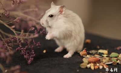 属鼠不合的属相有哪些 几月出生的属鼠人命好