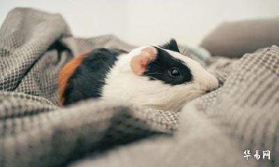 属鼠不能养猫吗 属鼠人可不可以戴貔貅