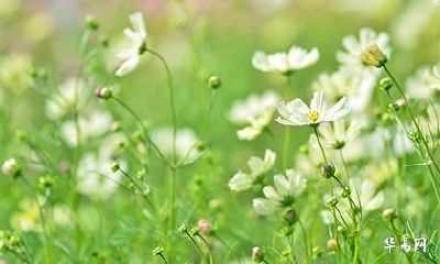 96年已婚属鼠女桃花_96年鼠女2023适合结婚吗