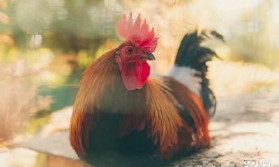 属鸡的2023年运势好吗 属鸡运气不好怎么转运