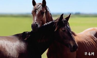 属马最富贵的出生时辰 属马人的财运如何