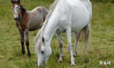 几月会是1966年属马的在2023最危险的一个月