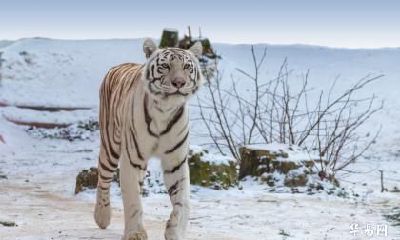 属虎男比属虎女大结婚好不好 属虎人之间相合程度