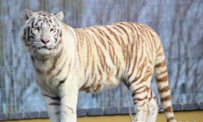 属虎人2023年的偏财运怎么样？属虎人怎么才能发财？