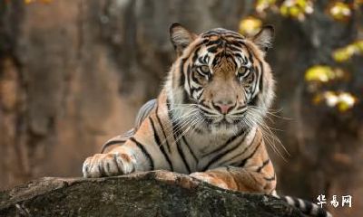 86年属虎人一生会有几次婚姻？二次婚姻在几岁？