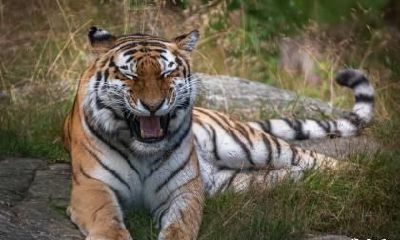 1998年25岁的属虎人2023年整体运势分析