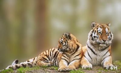 1986年出生的属虎人在2023年财运好不好？