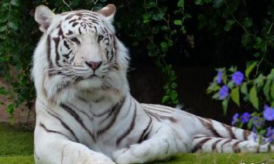 我属虎老公属鼠可不可以在2023年生一个属兔的宝宝？