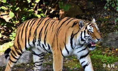 癸卯兔2023年农历七月生肖属虎人领证吉日