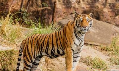 我属虎老公属兔2023年生兔宝宝怎么样？