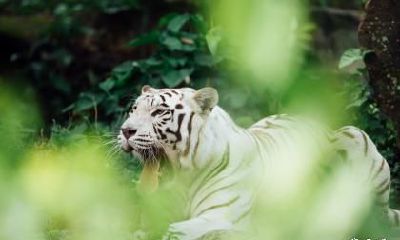 我属虎老公属鸡在2023年怀孕生宝宝可以吗？