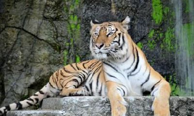 我属虎老公属马可以在兔年2023怀孕生小孩吗？